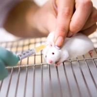 MEPs call for worldwide ban on animal testing of cosmetics