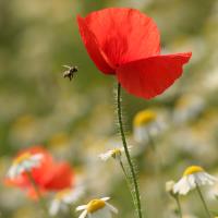 EU bans three pesticides harmful to bees