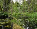 Poland's Bialowieza Forest logging 'infringes EU law'