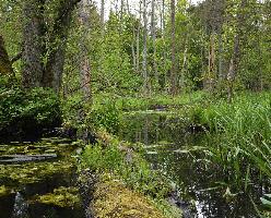 Logging in Bialowieza Forest broke law: EU Court