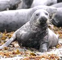 EU Parliament strengthens seal hunt ban