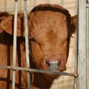 EU looks to phase out cages for farm animals