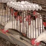 EU issues ultimatum to 13 nations for cruelty to hens