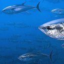 Court opinion threatens bluefin discrimination cases