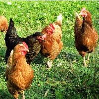 EU eggs keep free range status despite bird flu