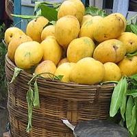 EU pulps Indian mango ban