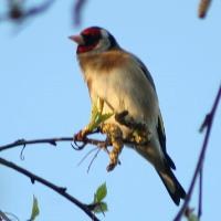 Malta breaking EU law on wild birds: EU Court