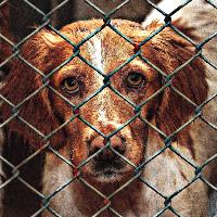 MEPs urge clamp-down on illegal trade in pets
