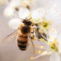 EU to restrict use of harmful Sulfoxaflor pesticide for pollinators