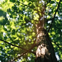 Brussels adopts new guidelines to support tree planting
