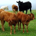 EU, United States sign agreement on imports of hormone-free beef