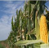 US says EU rules on biotech crops 'unnecessary'