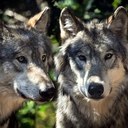EU signals protection downgrade for Europe's wolves