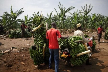 Banana trade Uganda - Image by Beat Roth from Pixabay