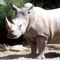 Rhino - Photo by Coralie MEPs call for ivory trade ban and EU penalties