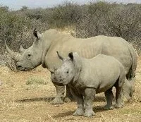 White rhino - Photo by Zigomar Euro-MPs urge bolder action to end illegal wildlife trade