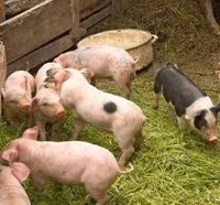 Photo © Tadija Savic - Fotolia Russian pork ban illegal, WTO confirms