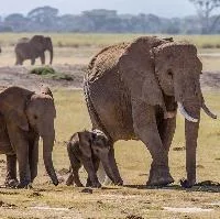 Photo ny Benh LIEU SONG Euro-MPs urge better use of trade tools to combat wildlife trafficking