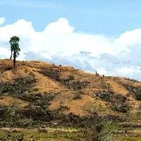 Palm Oil Deforestation Borneo - Photo by T. R. Shankar Raman Euro-MPs urge clampdown on EU palm oil imports
