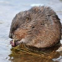 Muskrat, alligator weed added to EU alien species list