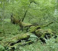 Bialowieski Forest - Photo By Ralf Lotys - Sicherlich Sustainable forests: EU agrees general approach for 2021-30