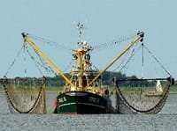 Fishing boat MEPs demand ban on pulse fishing