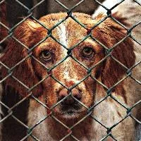 Dog MEPs urge clamp-down on illegal trade in pets