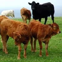 Photo by John Comloquoy EU agrees aid package for Irish beef producers