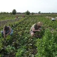 organic farming - Photo by Smaack Brussels presents plan to boost organic farming