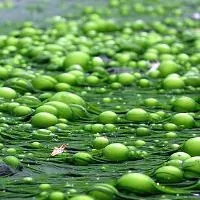 Environment eutrophication - Photo F. lamiot Nitrates continue to pollute Europe's water: report