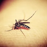 Malaria mosquito - Image by 41330 on Pixabay EU announces EUR 715m for global fight against AIDS, TB and malaria