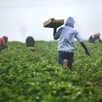 Fruit pickers - Photo by Tim Mossholder on Unsplash MEPs upgrade single work and residence permit for non-EU nationals