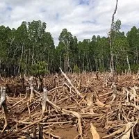 Deforestation - Madagascar - Photo by Cunningchrisw Green light for new EU law to fight global deforestation