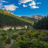 Forests - Photo by Murat Halici on Pexels New EU monitoring framework to protect health of Europe's forests