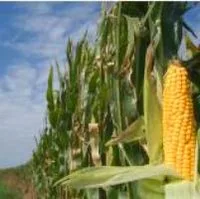 Maize - Photo © Rebel - Fotolia Brussels authorises imports of GMOs for food and animal feed