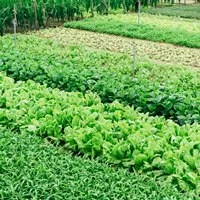 Farming green leaf vegetables - Photo by Markus Winkler on Unsplash EU revisions to strengthen plant health law