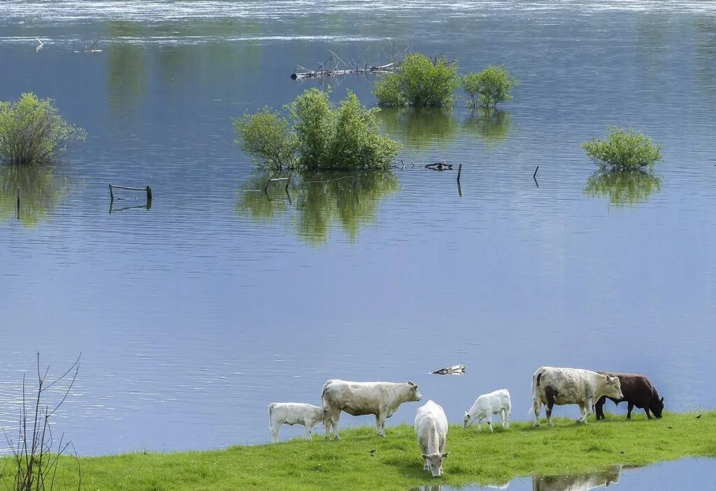 Farm flooded with cows - Image by Brigitte Werner from Pixabay