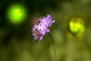 Green light for improved EU rules to protect against plant pests