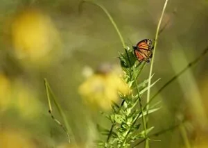 WWF urges EU to maintain its nature ambitions at biodiversity COP and at home Nature butterfly - Image by Day from Pixabay