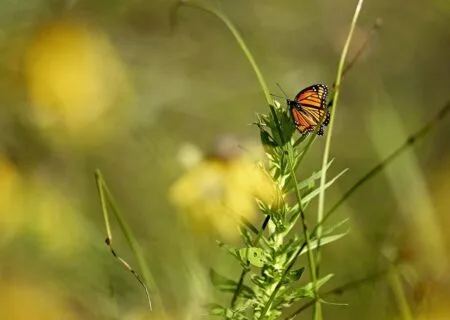 WWF urges EU to maintain its nature ambitions at biodiversity COP and at home Nature butterfly - Image by Day from Pixabay