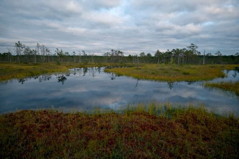 EU Council signs off on stricter protection rules for surface water, groundwater Lake on marsh - Photo by Lauri Poldre on Pexels