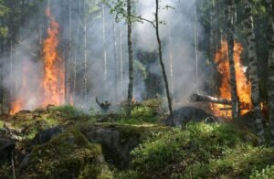 Wildfires - Photo by Pixabay