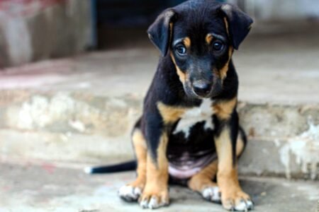 Sad dog - Photo by Design Wala on Unsplash