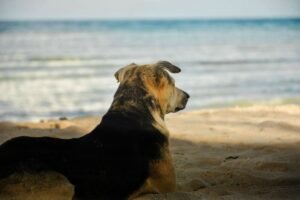 Dog on holiday - Photo by MD Duran on Unsplash