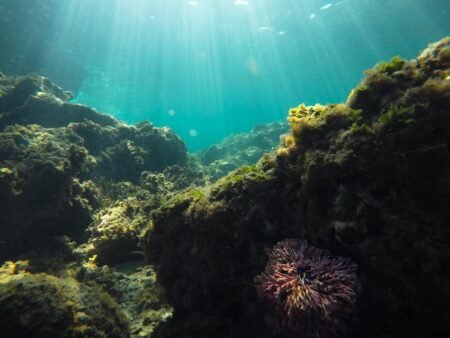 Marine habitats - Photo by Adria Masi on Pexels