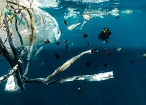 Plastics pollution and fish - Photo by Naja Bertolt Jensen on Unsplash