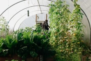 Eco farming - Photo by João Jesus on Pexels