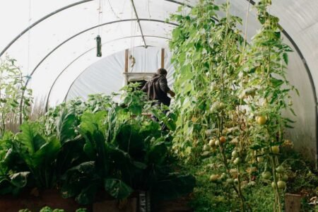 Climate Transition Plans: A deep dive into existing practices Eco farming - Photo by João Jesus on Pexels