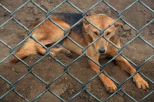 Animal welfare - Image by Gerd Altmann from Pixabay