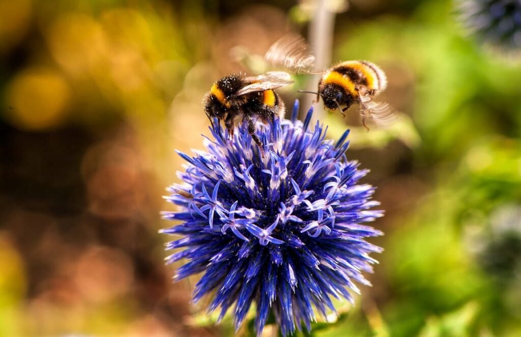 Bee pollination - Photo by Michael Hodgins on Pexels